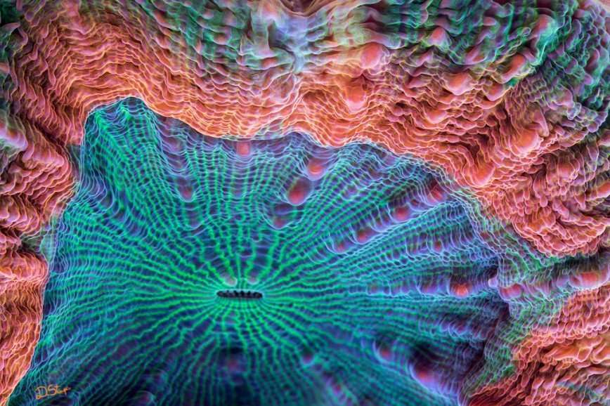 Колоритные кораллы 