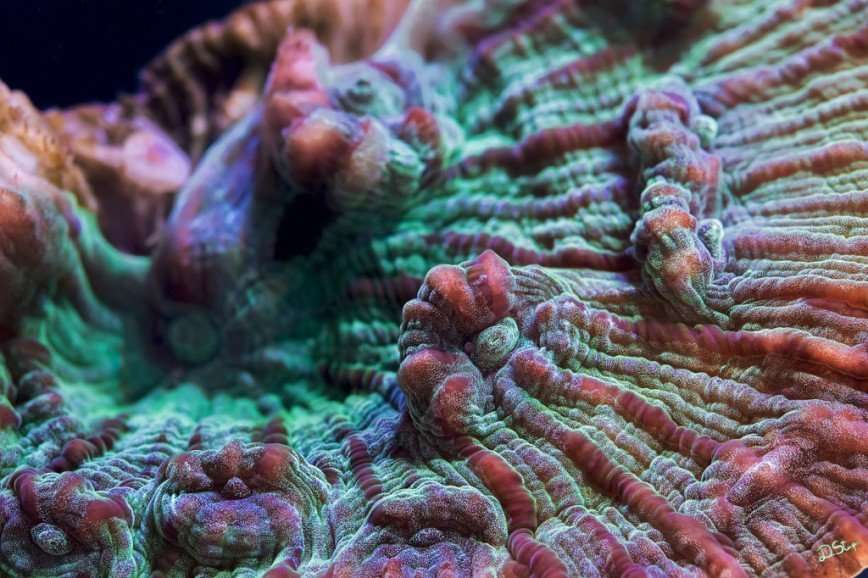 Колоритные кораллы 