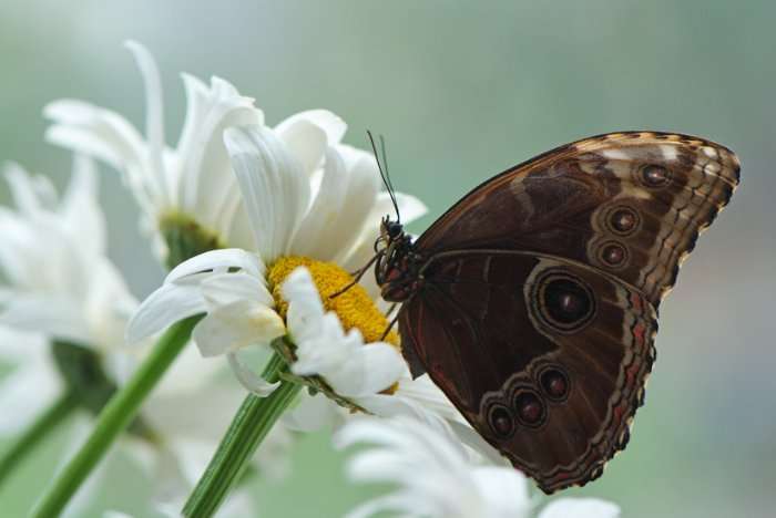 Мир бабочек через объектив
