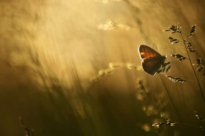 Мир бабочек через объектив