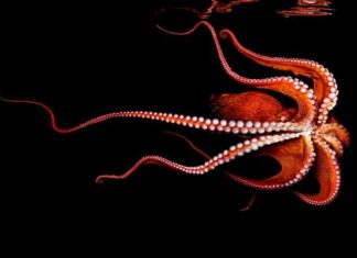 Пишність підводного світу.