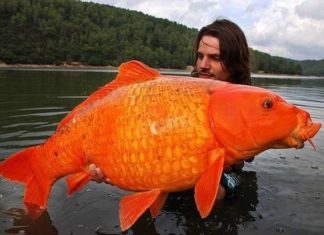 Француз зловив величезну золоту рибку.