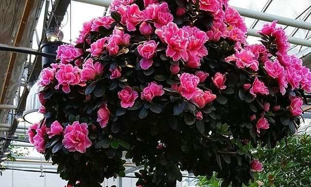 Аптекарський город завоював Instagram.