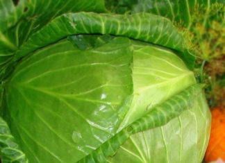 Капуста і її добрі сусіди.