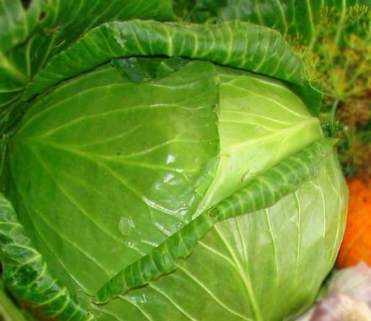 Капуста і її добрі сусіди.