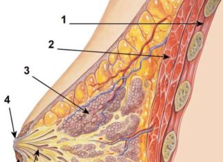 Жіноча груди, анатомія.