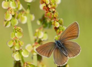 Світ метеликів через обєктив.