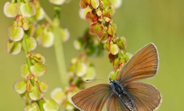 Світ метеликів через обєктив.