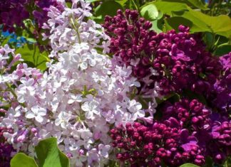 Бузок і яблуні. І знову бузок!.