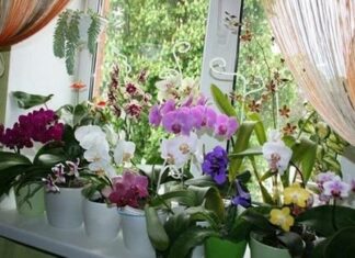 Орхідея: розмноження в домашніх умовах