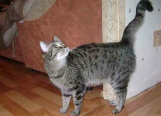 Як розуміти кішок. Особистий досвід