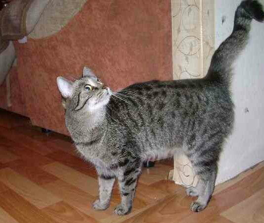 Як розуміти кішок. Особистий досвід