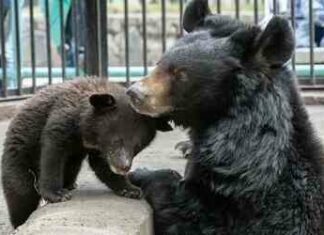 У новосибірському зоопарку можна буде спостерігати за сплячкою ведмедів
