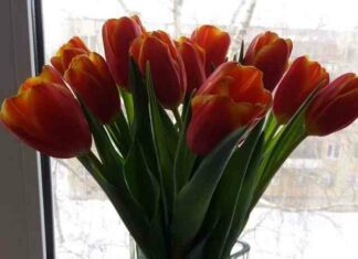 Вигонка тюльпанів в домашніх умовах-терміни посадки і технологія вирощування