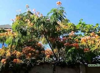 Альбіція (фото) посадка і догляд, поради по вирощуванню