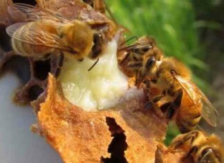 Що саме їдять бджоли в природі і на пасіці, чи харчуються комахи медом