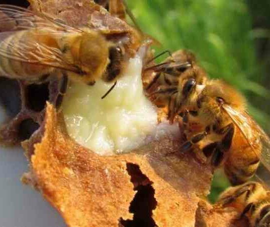 Що саме їдять бджоли в природі і на пасіці, чи харчуються комахи медом