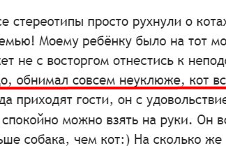 Бурманська кішка: опис породи, характер, умови утримання, вартість, відгуки