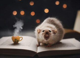 Місяць 7 грудня 2021 – 5 січня 2022