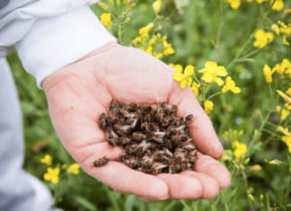Корисні властивості і протипоказання бджолиного підмору, його застосування