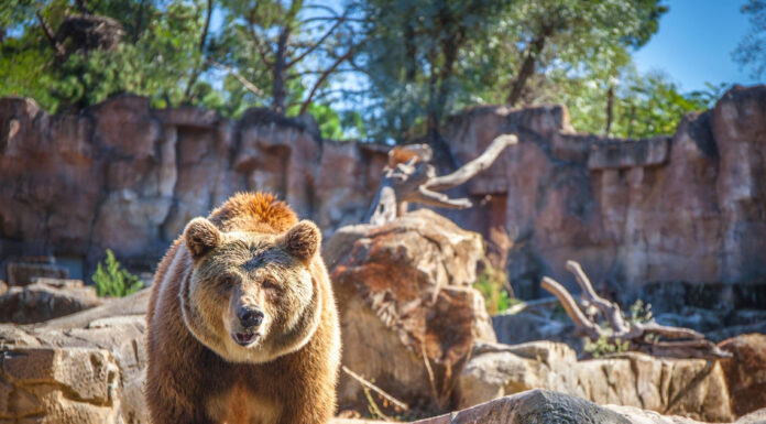 У ташкенті жінка кинула у вольєр до ведмедя трирічну дочку