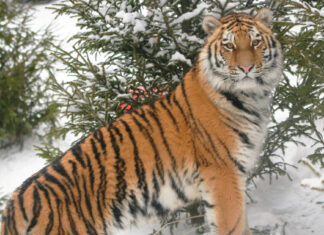 Смугаста сімейка: як живуть символи року в ленінградському зоопарку
