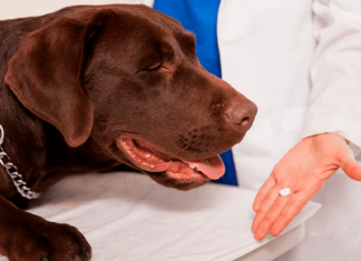 Як дати собаці таблетку швидко і просто: поради, перевірені на власному досвіді