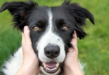 Тверді жувальні ласощі для собак: прихована небезпека для зубів