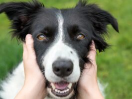 Тверді жувальні ласощі для собак: прихована небезпека для зубів