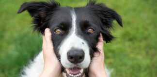 Тверді жувальні ласощі для собак: прихована небезпека для зубів