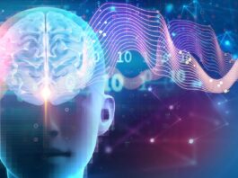 Прихована сила сну: як мозкові ланцюги контролюють зростання м’язів, спалювання жиру та когнітивні функції