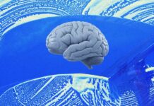 De verborgen mechanismen van gapen: een natuurlijk hersenreinigingsmechanisme?